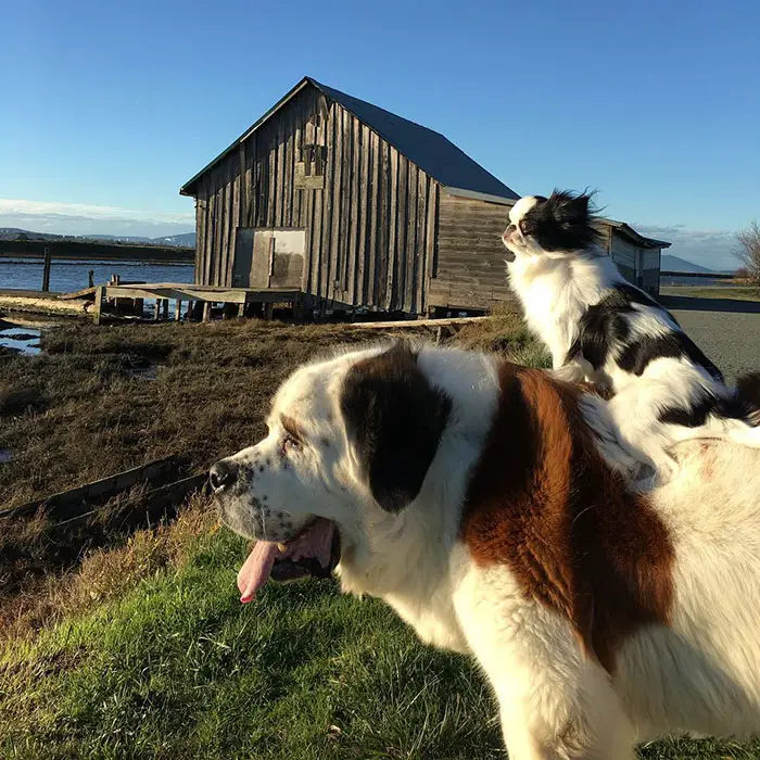 st.bernard outdoors with a small dog on top of it
