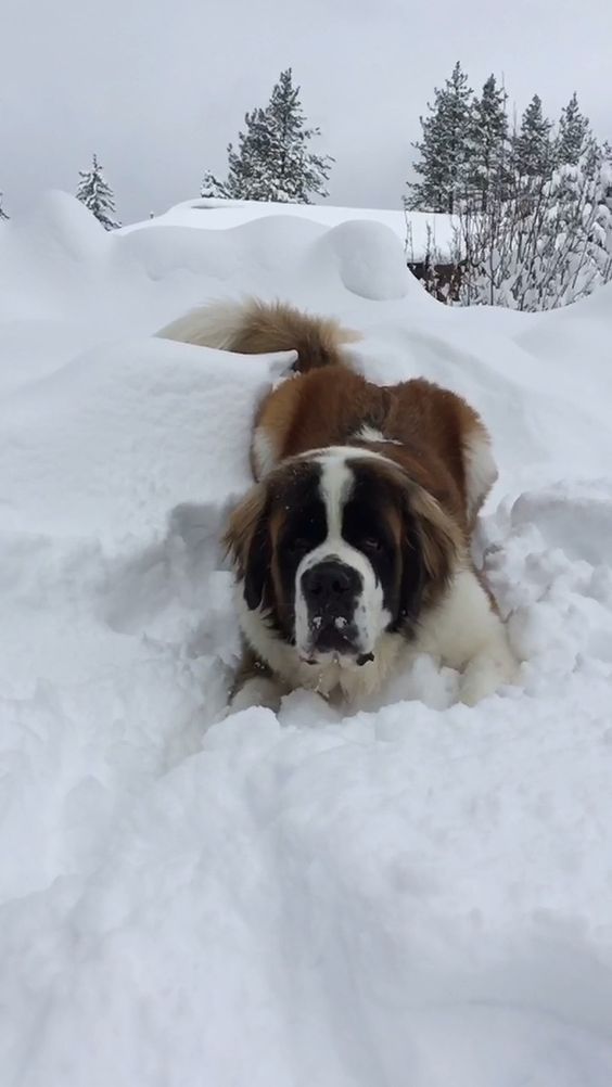 St Bernard lying on the snow