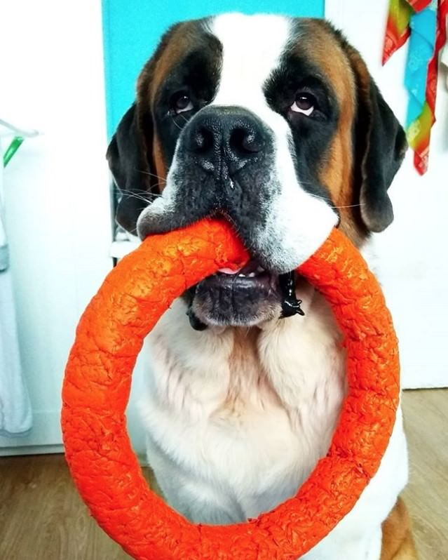 St Bernard a ring chew toy in its mouth