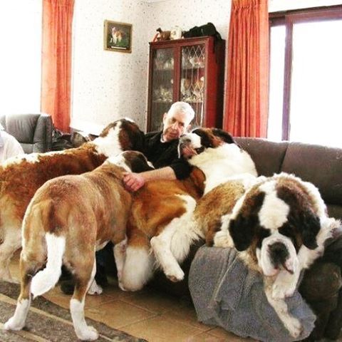 St. Bernard dog in the sofa with their owner
