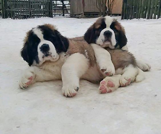 two st.bernard puppies lying on the snow