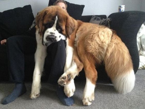 St Bernard sitting on the couch while resting its face on the lap of its owner