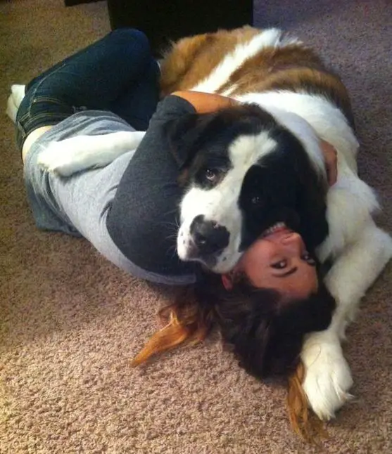 girl hugging a St Bernard dog while on the floor