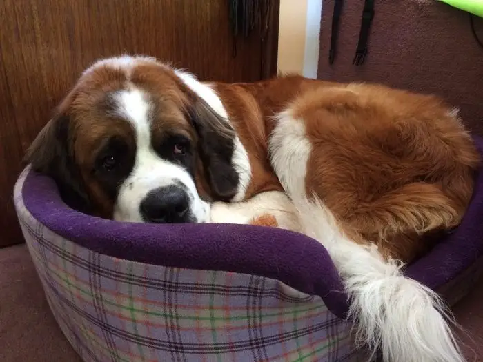 St Bernard dog curled up resting on its bed