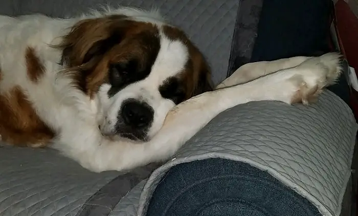 St Bernard dog sleeping in the couch