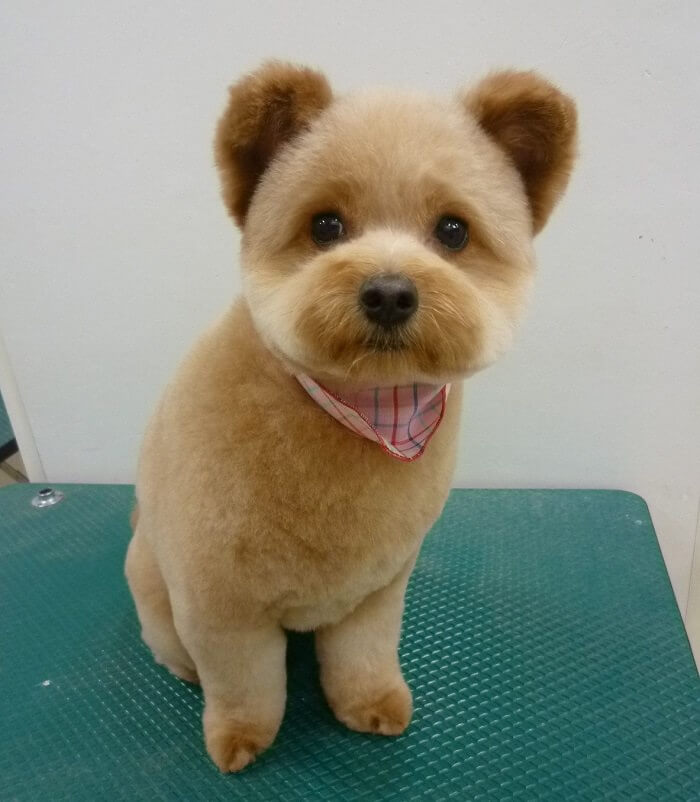 name of teddy bear dog