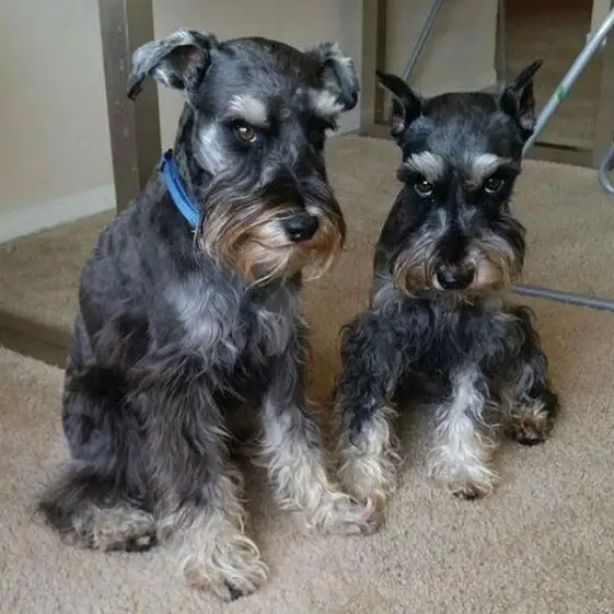 two scary face schnauzers