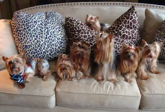 yorkies sitting in the couch