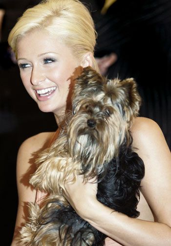 Paris Hilton with her Yorkie