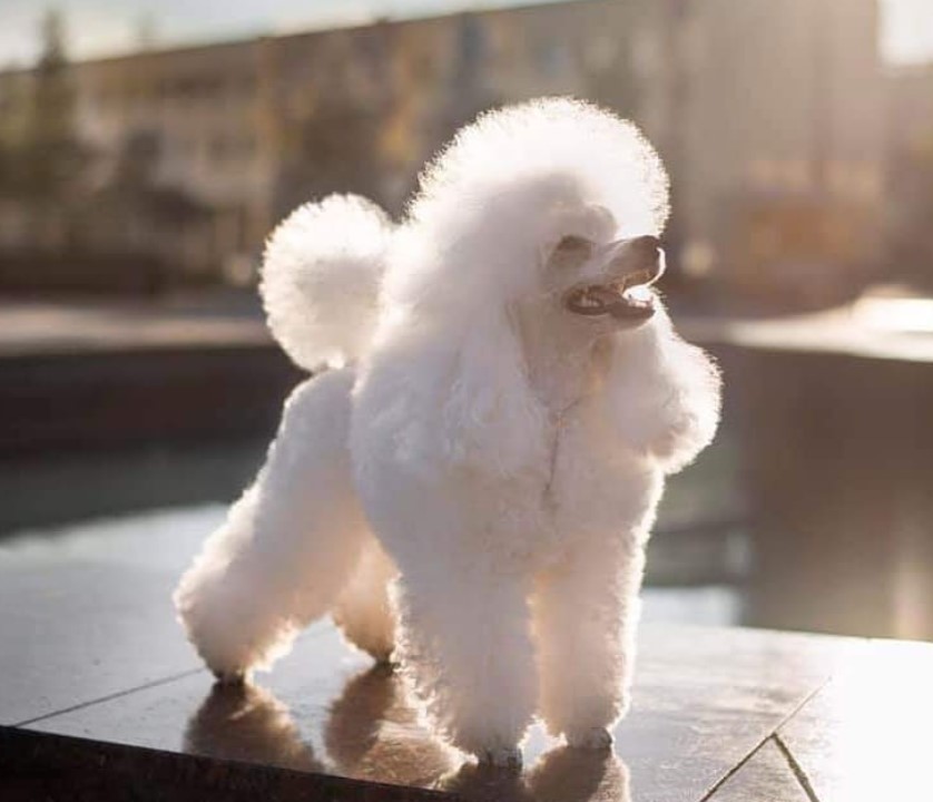 white Poodle on top of a table while looking up under the sun