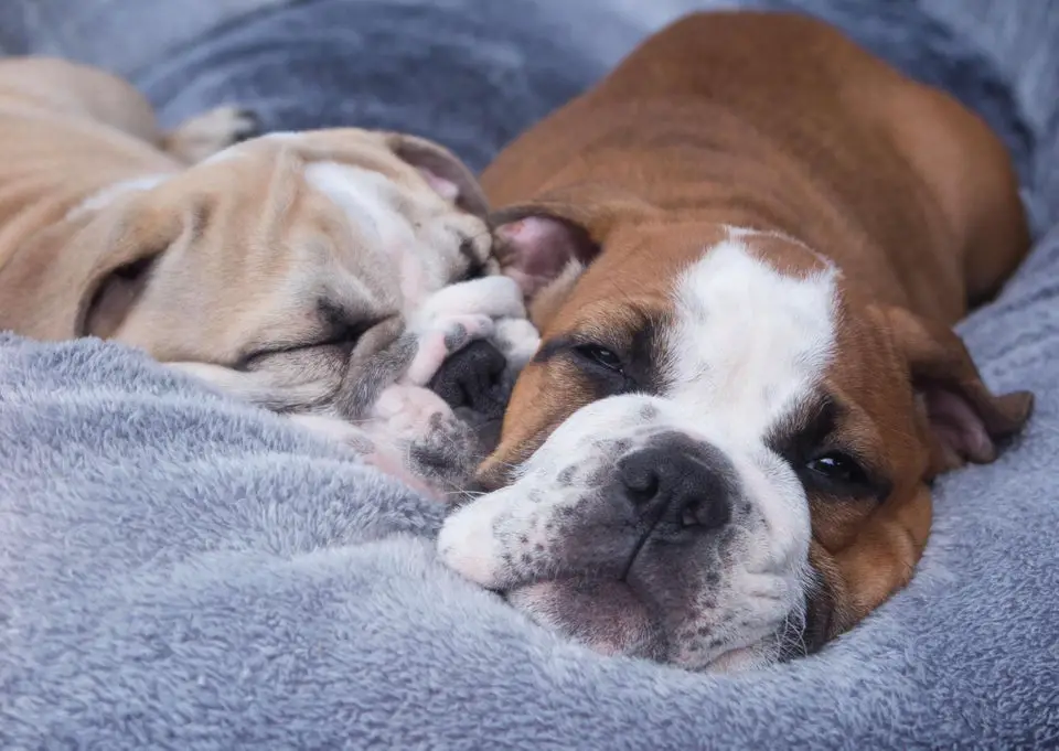 two English Bulldogs sleeping on their bed