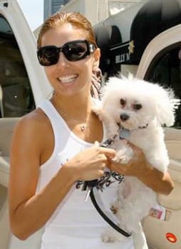 Eva Longoria getting out from the car while carrying her Maltese named Jinxie.