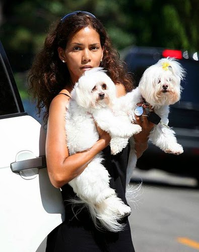 Halle Berry walking in the street with her two Maltese named Willy and Polly.
