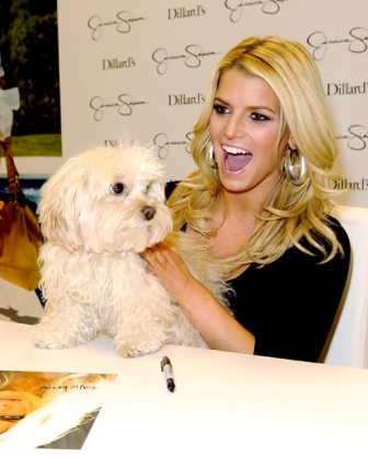 Jessica Simpson sitting on the chair during an event with her Maltese standing up against the table.