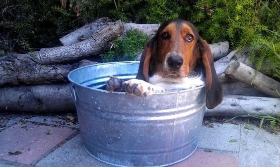 A Basset Hound sitting inside a basin in the garden