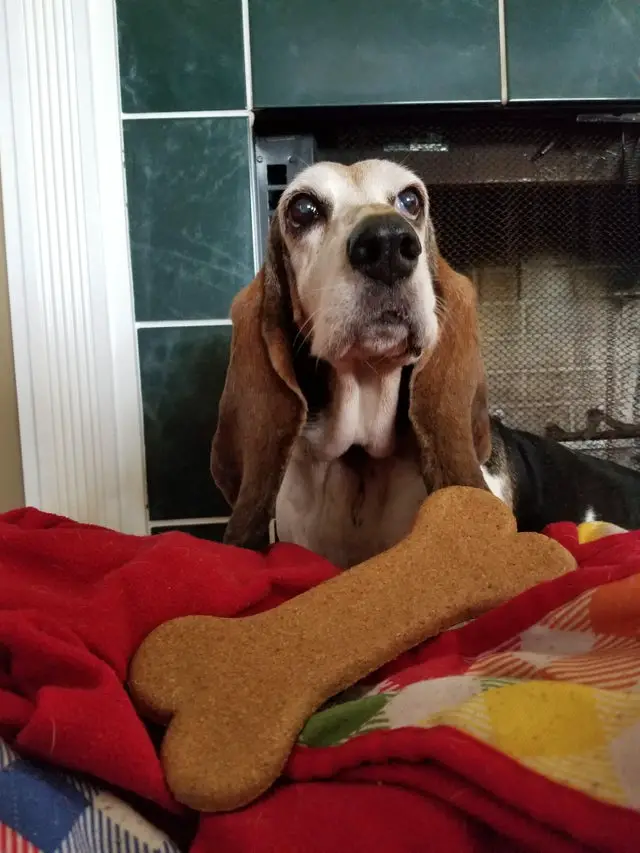 A Basset Hound sitting on the bed with a large bone treat in front of him