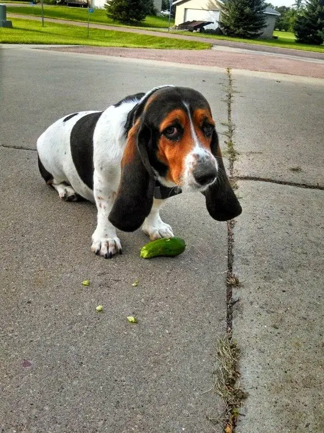 A Basset Hound sitting on the pavement with pavement under him