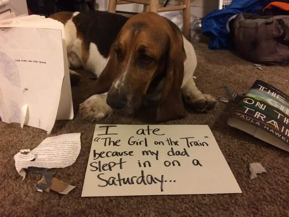 A Basset Hound lying on the floor behind a note that says - I ate the girl on the train because my dad slept in on a saturday