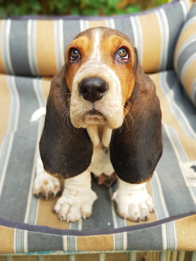 A Basset Hound puppy sitting on its bed in the garden while staring up with its adorable eyes