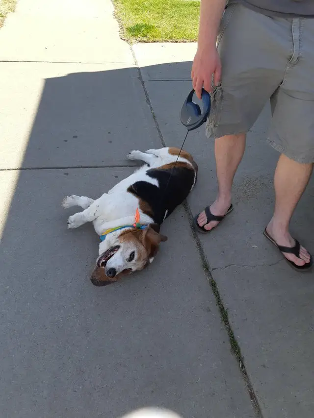 A tired Basset Hound lying on the pavement while smiling