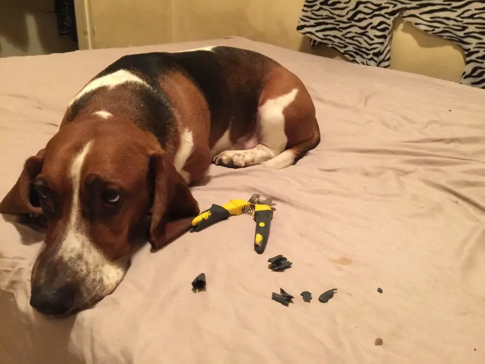 A Basset Hound lying on the bed with a torn nail clippers