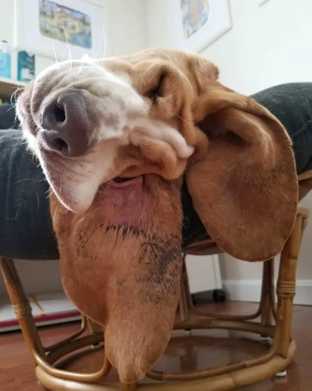 A Basset Hound sleeping on the chair with its ears falling