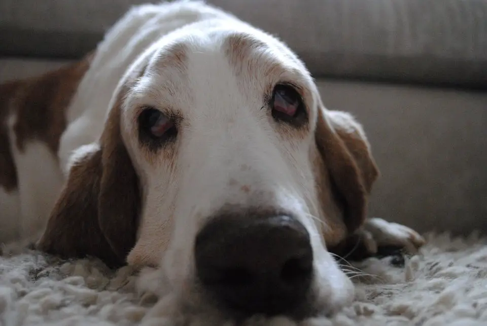 A Basset Hound lying on the carpet with its tired face