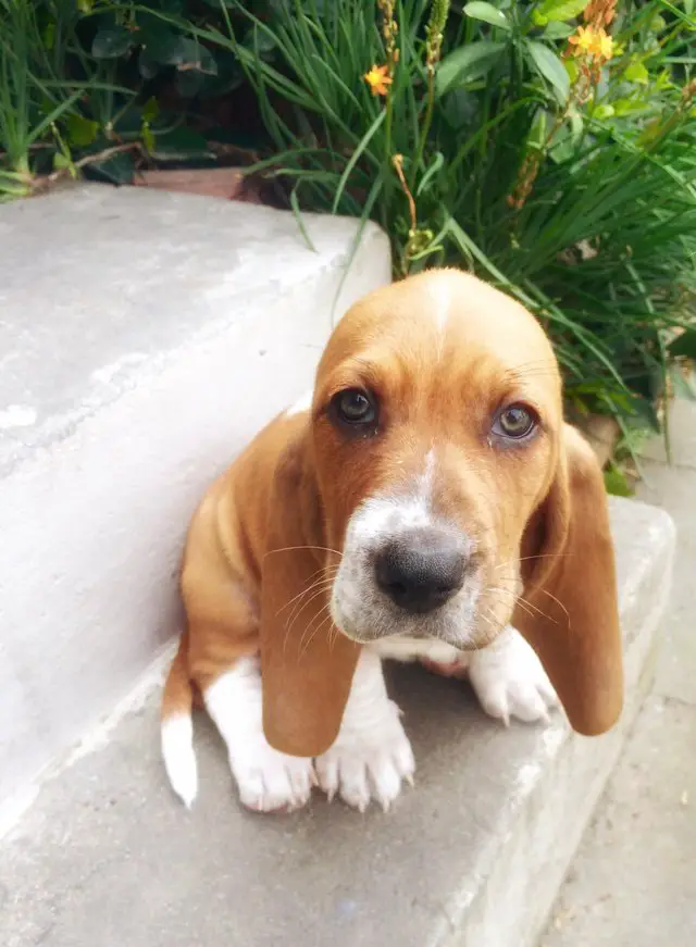 A Basset Hound puppy sitting on the stairway