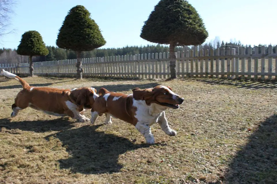 two Basset Hound running in the yard under the sun