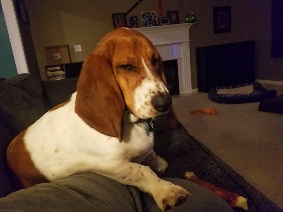 An annoyed face Basset Hound lying on the couch next to its owner