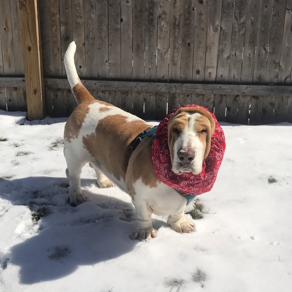 A Basset Hound wearing a fabric that covers its ears while standing in snow under the sun