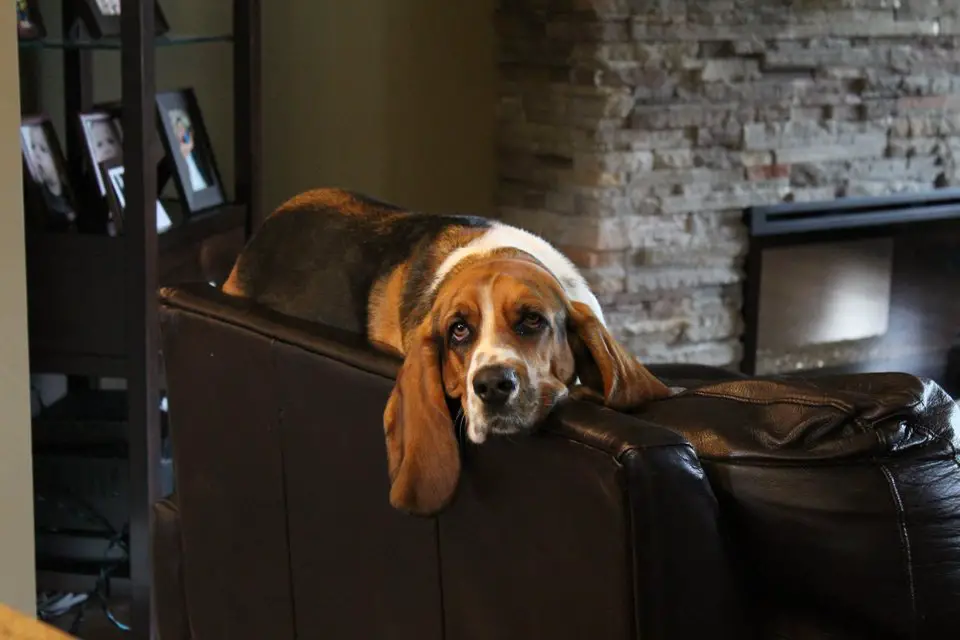 A Basset Hound lying on top of the back of the couch with its tired face
