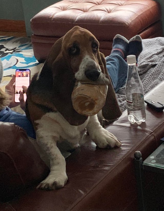 A Basset Hound with a food in its mouth while sitting on the couch next to a person