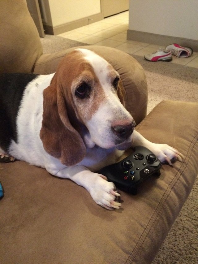A Basset Hound lying on the couch with a video game controller in between its paws