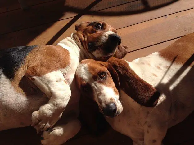 two Basset Hounds lying on the wooden floor under the sunlight
