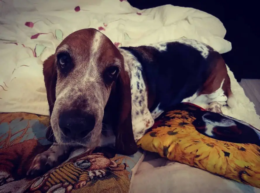 A Basset Hound lying on the bed