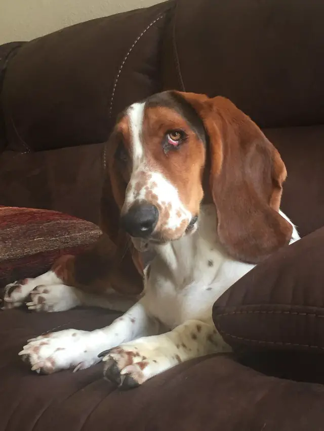 A Basset Hound lying on the couch