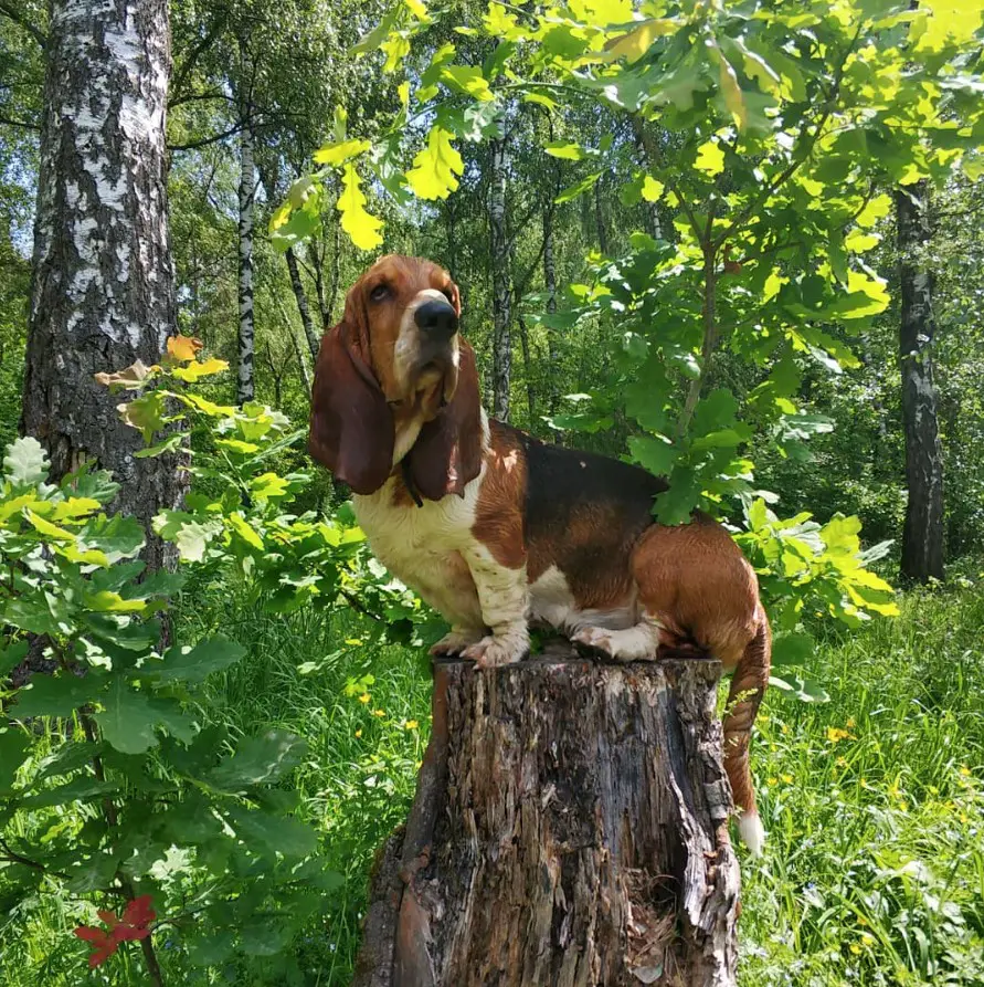 A Basset Hound sitting on top of the chopped tree trunk in the forest