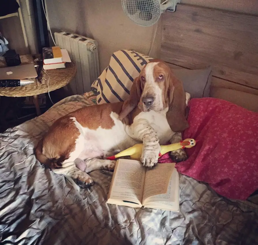 A Basset Hound lying on the bed with an open book and its chicken toy
