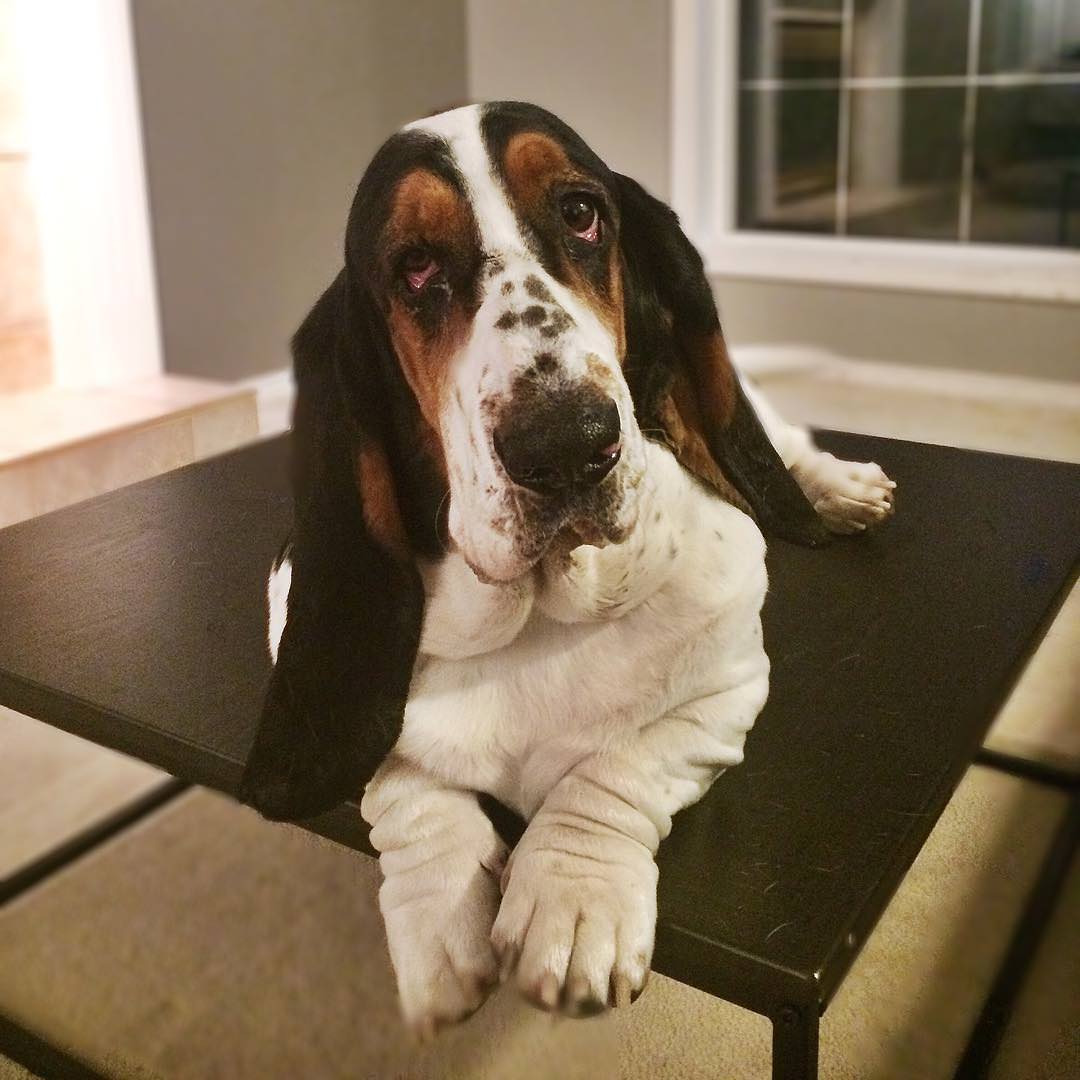 A Basset Hound lying on top of the table with its sad face