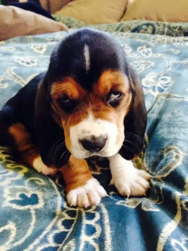 A Basset Hound puppy sitting on the bed with its cute and angry face