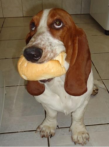 A Basset Hound sitting on the floor with bread on its face