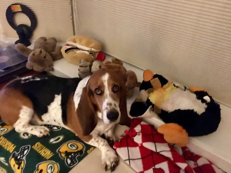 A Basset Hound lying on the bed with its stuffed toy