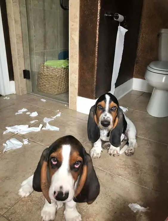 two Basset Hounds sitting on the bathroom floor