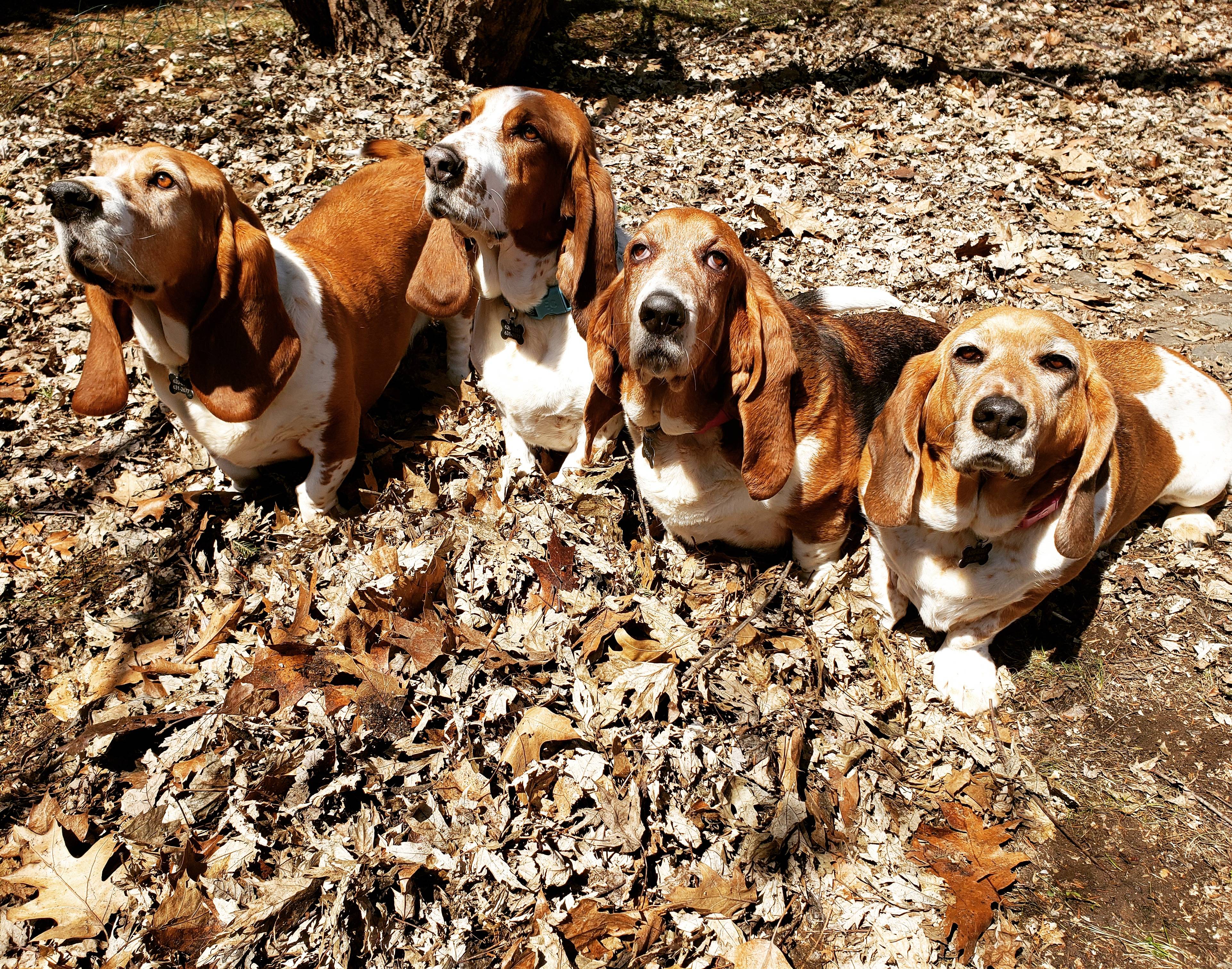 four Basset Hound standing on the ground with dried under the sun