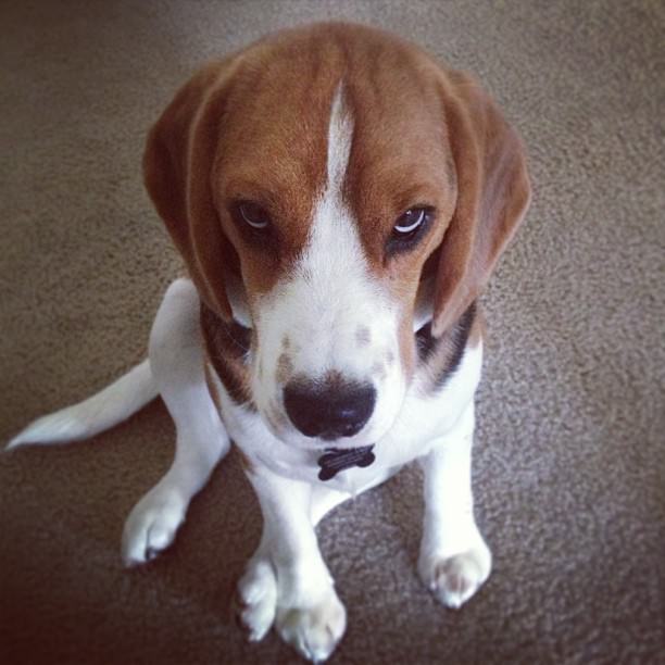 Beagle dog with angry face while sitting on the floor