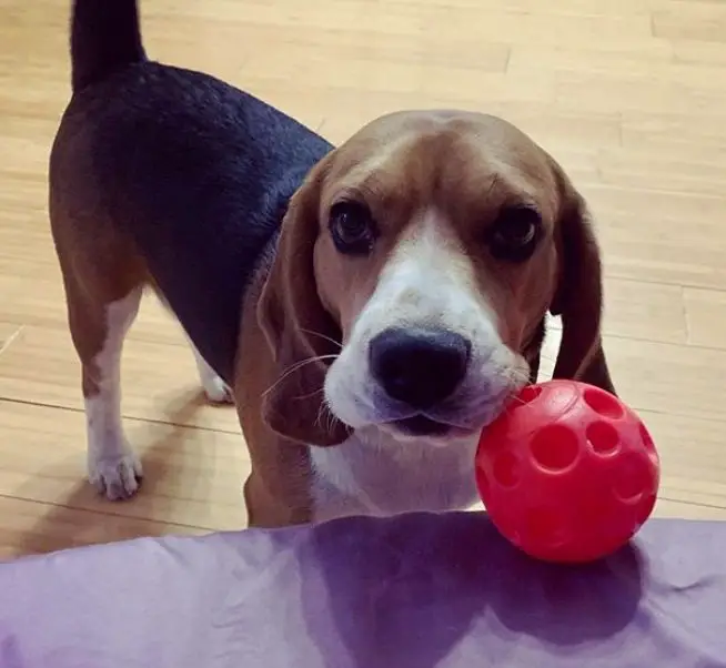 Beagle dog with ball