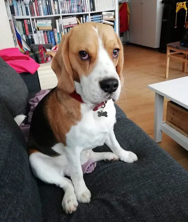 grumpy face Beagle dog sitting on the sofa