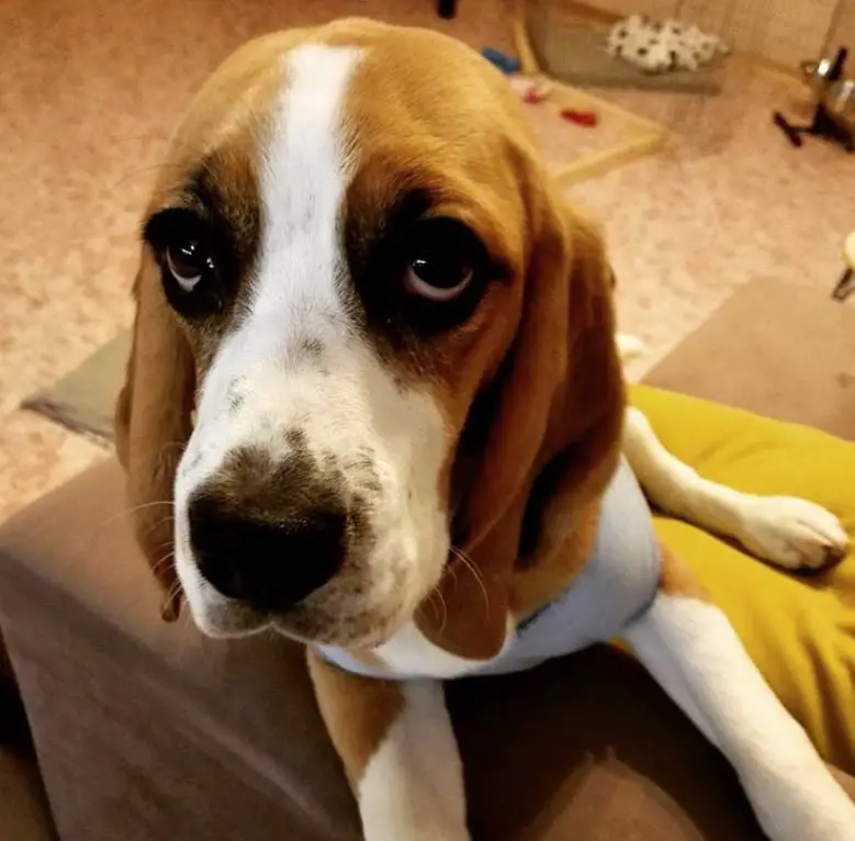Beagle dog sad face while sitting on the couch