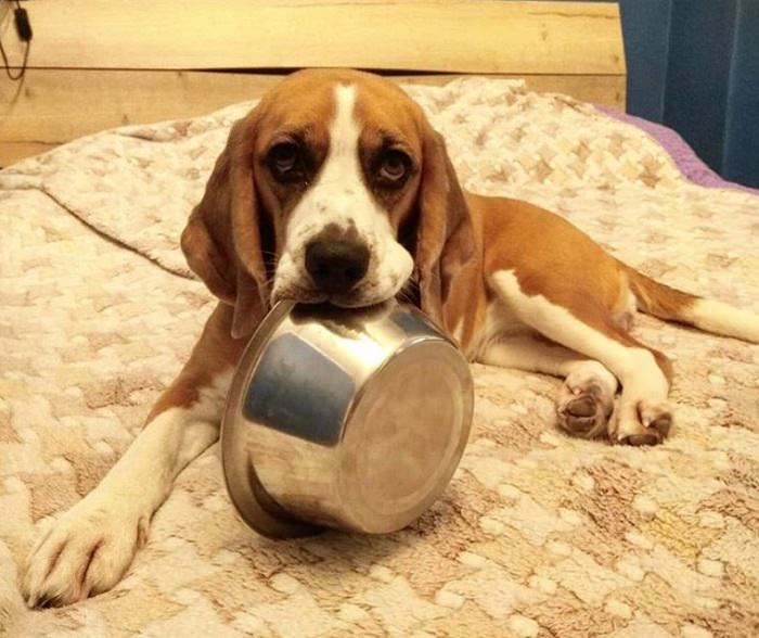 Beagle dog lying sitting on the bed with stainless food bowl on its mouth